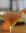 cocktail adonis