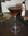 cocktail dubonnet