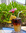 cocktail hawaiian cocktail