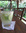 cocktail jungle