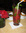 cocktail macao