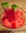 cocktail watermelon martini
